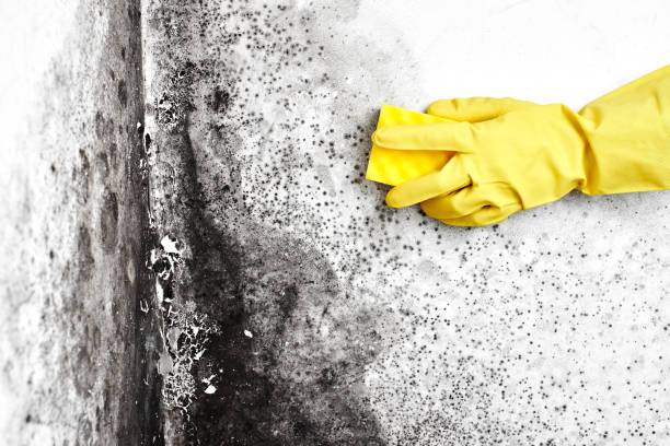 Best Toxic Mold Removal  in Shougal, WA