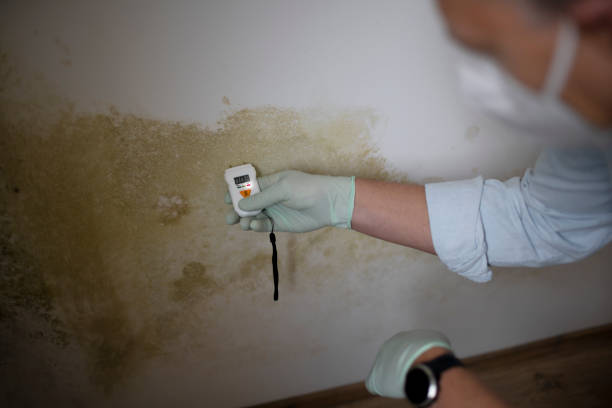 Best Attic Mold Removal  in Shougal, WA