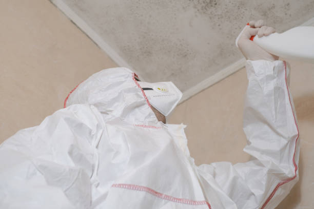Attic Mold Removal in Washougal, WA