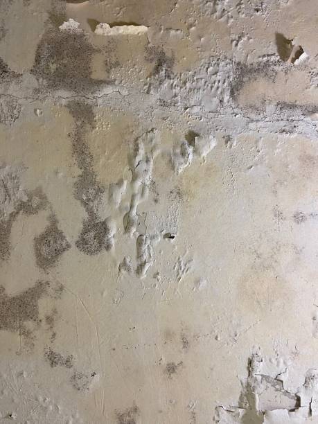 Best Attic Mold Removal  in Shougal, WA