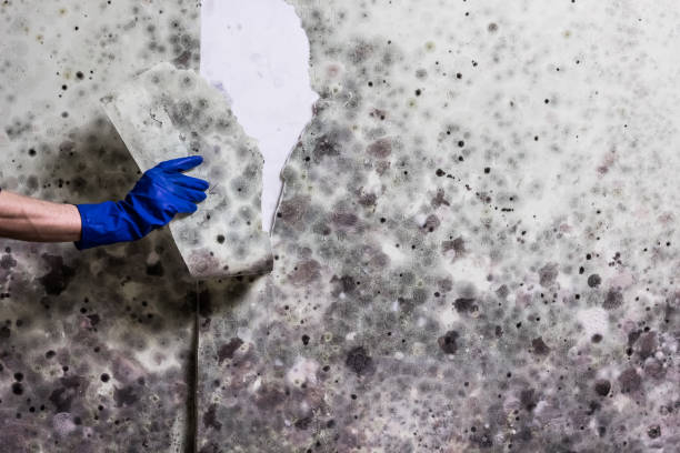 Best Office Mold Removal Services  in Shougal, WA